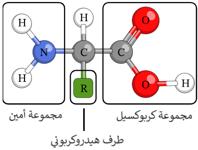 الصيغة العامة للحموض الأمينية